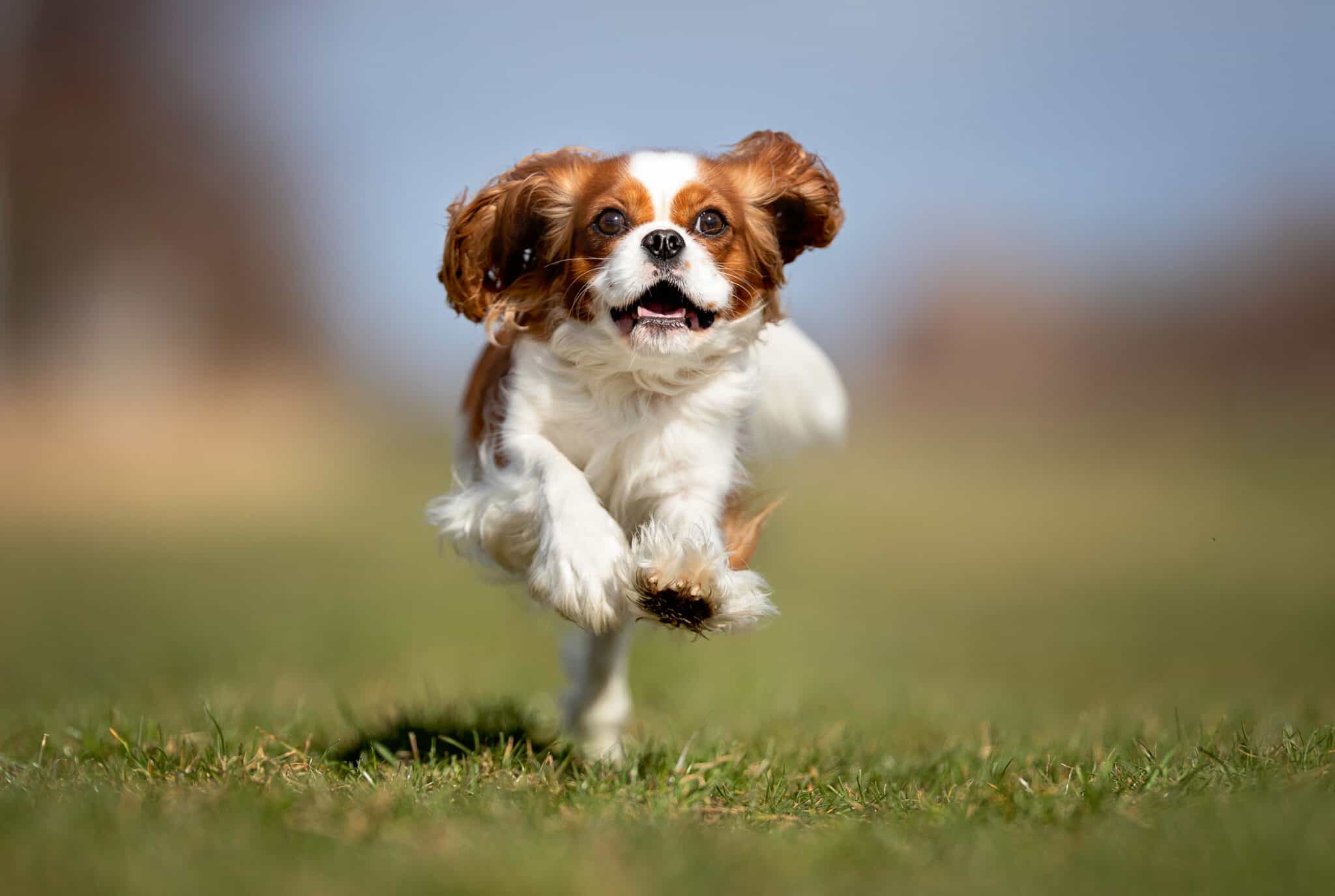 Curated visual reference: Green Beans For Dogs Healthy Snack Tips By Vet Photo Inspiration