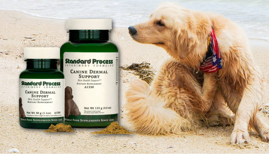 Standard process canine dermal hot sale support