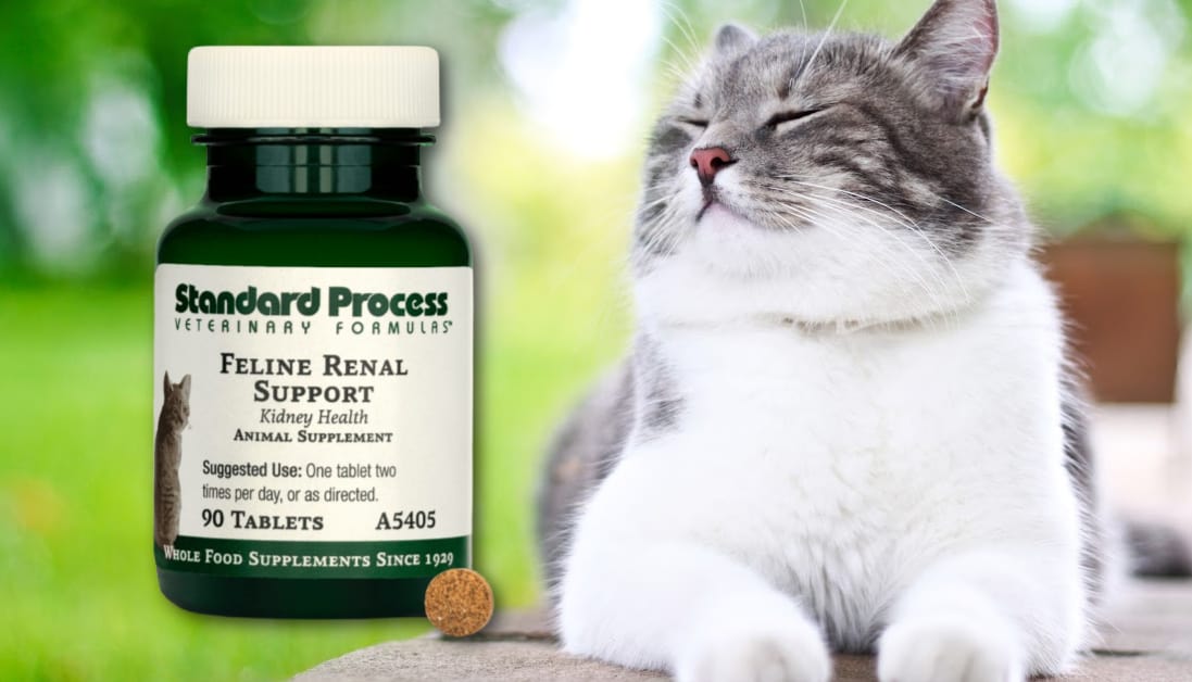 Standard Process Feline Renal Support Holistic Vet's Review