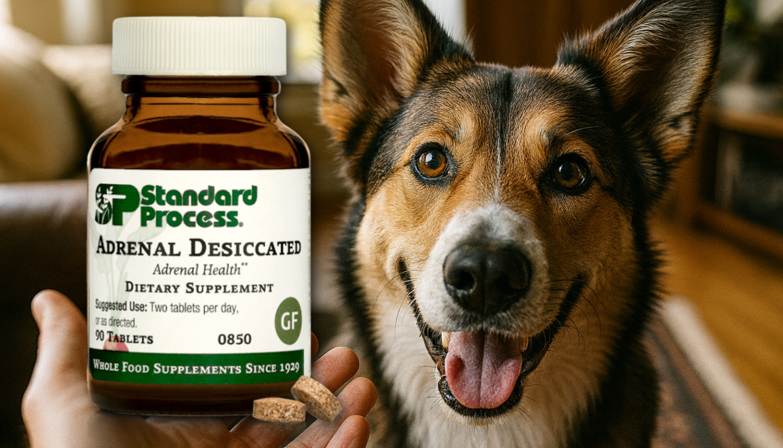 Adrenal Desiccated for Dogs: Holistic Vet Guide to Adrenal Health & Care