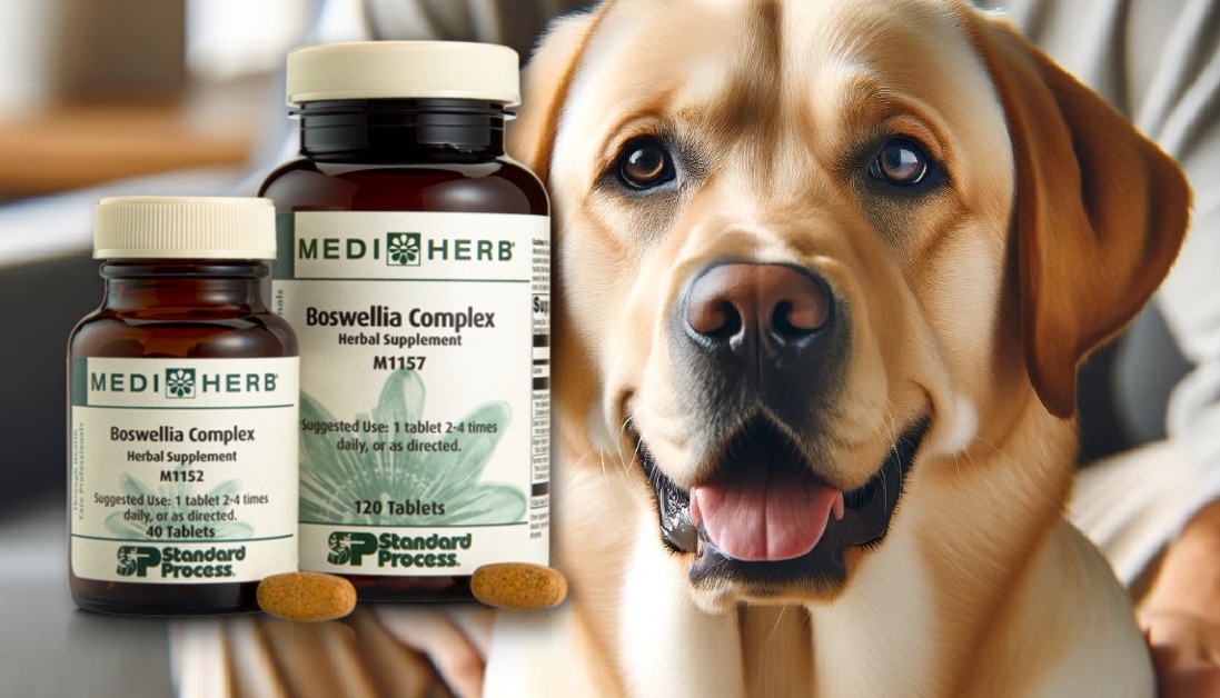 Boswellia Complex by MediHerb for Dogs Expert Vet Formulated Joint Support