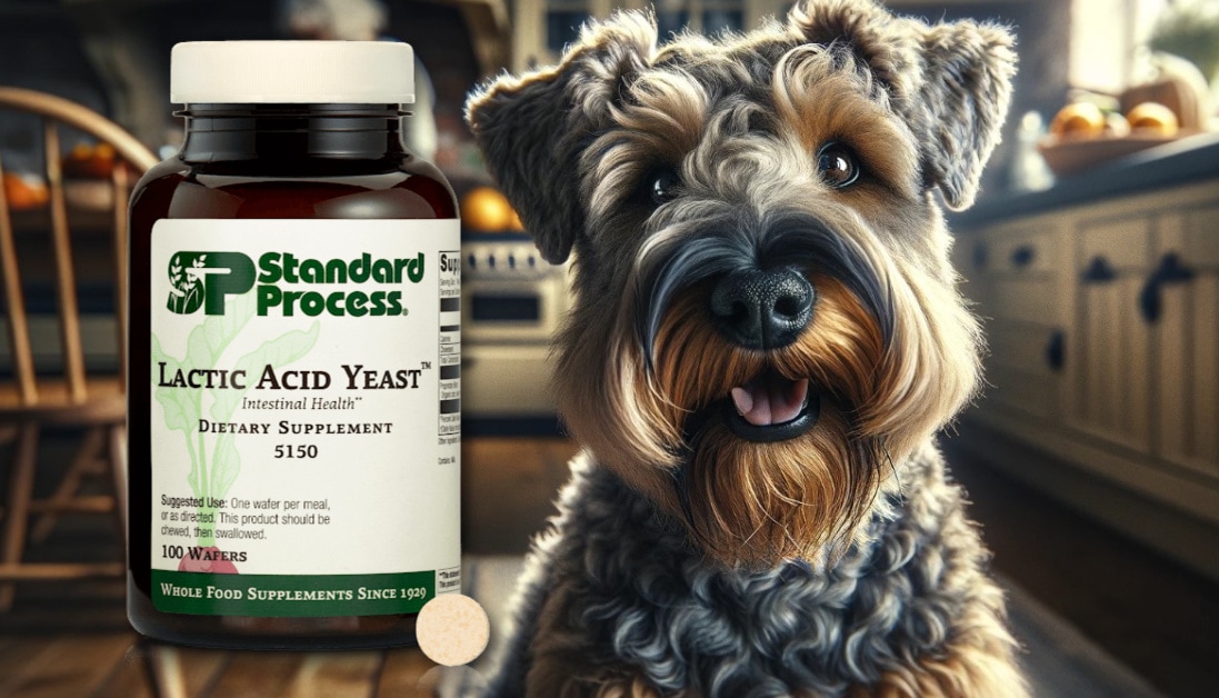 Lactic Acid Yeast™ by Standard Process for Dogs for