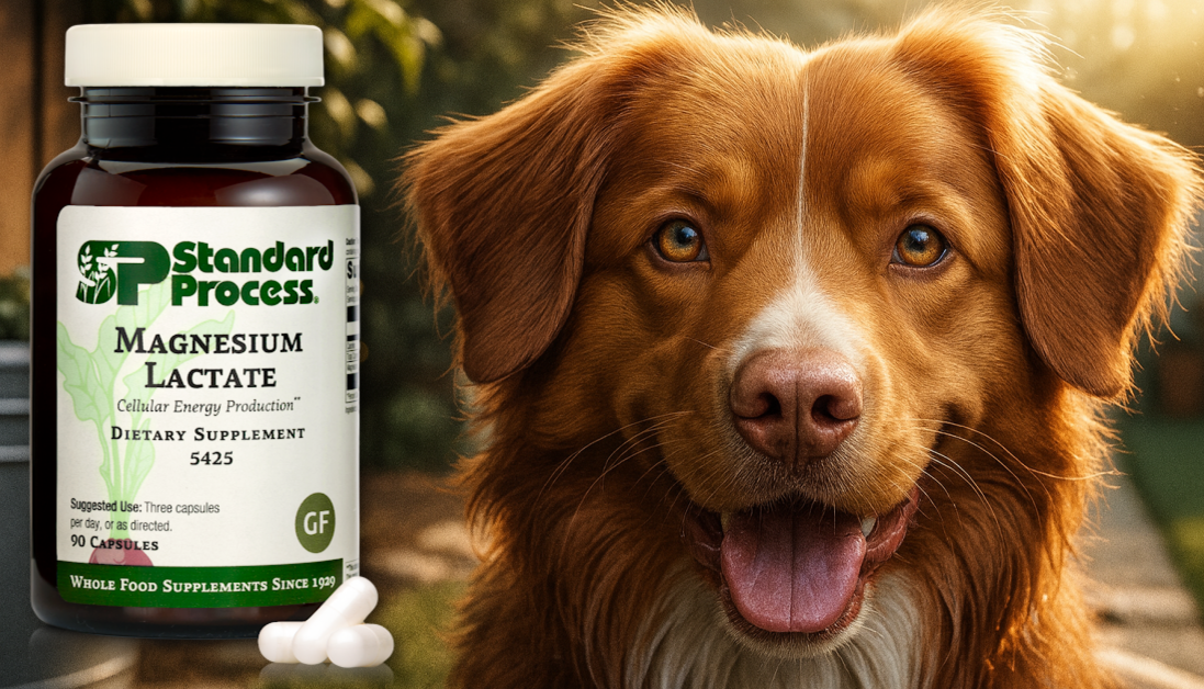 Magnesium Lactate for Dogs: Holistic Vet Muscle & Nerve Support