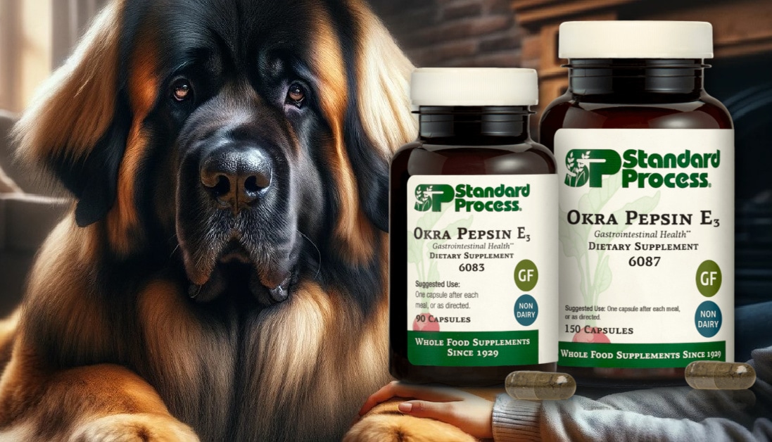 Okra Pepsin E3 by Standard Process for Dogs A Vet's Guide to Digestive