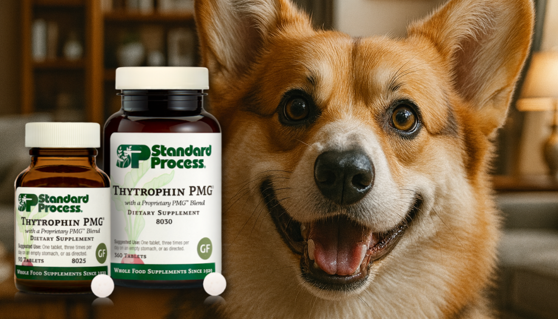Photo inspiration: Thytrophin Pmg For Dogs Holistic Vet Insights On Thyroid Care Photo Inspiration